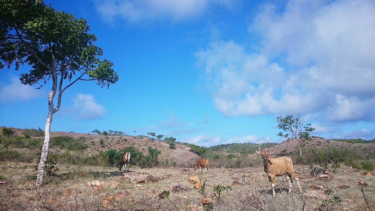 The Endless Summer Lombok Bumbang Εξωτερικό φωτογραφία